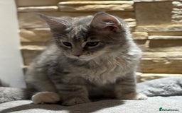 Maine Coon cats for sale: Pure blood Maine coon kittens  - Image 15