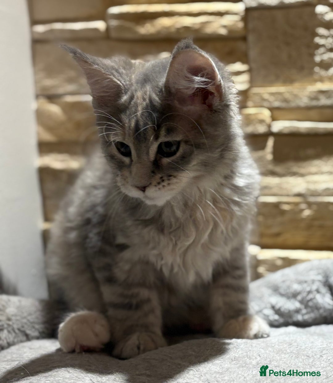 Maine Coon cats for sale: Pure blood Maine coon kittens  - Image 15