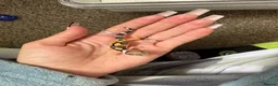 Leopard Gecko reptiles for sale: Leopard gecko in Saint Helens - Advert 5