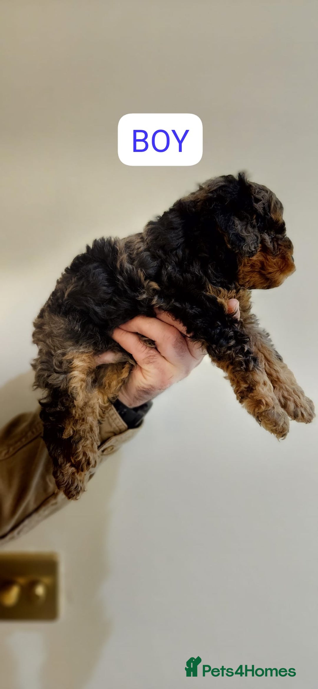 Cockapoo dogs for sale: Beautiful Toy f2 Cockapoos  - Image 7