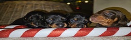 Miniature Dachshund dogs for sale: 4 male miniature dashund  - Advert 6