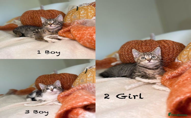 Mixed Breed cats - Advert 13