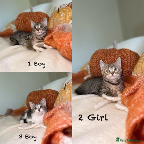 Mixed Breed cats - Advert 5