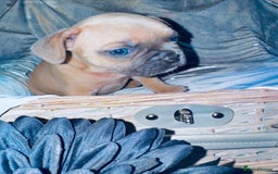 French Bulldog dogs for sale: French Bulldogs  - Image 21