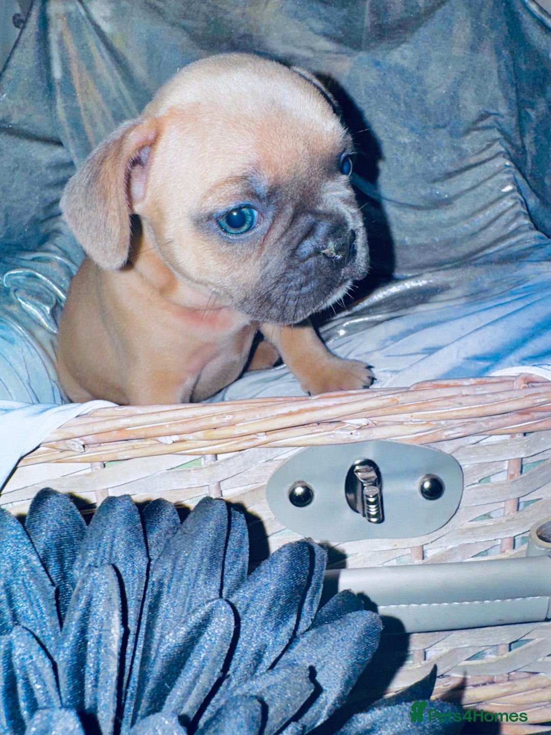 French Bulldog dogs for sale: French Bulldogs  - Image 21