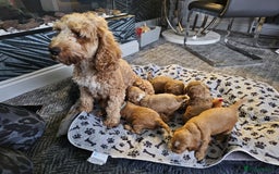 Cockapoo dogs for sale: Gorgeous F1b Toy Cockapoo puppies - Image 1