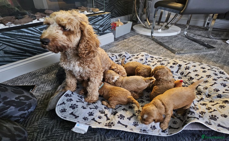 Cockapoo dogs - Advert 2