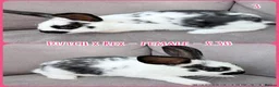 Mixed Breed rabbits for sale: Dutch x Rex Baby Rabbits - Advert 22