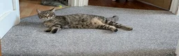 British Shorthair cats for sale: Beautiful British Shorthair Cross - Advert 2