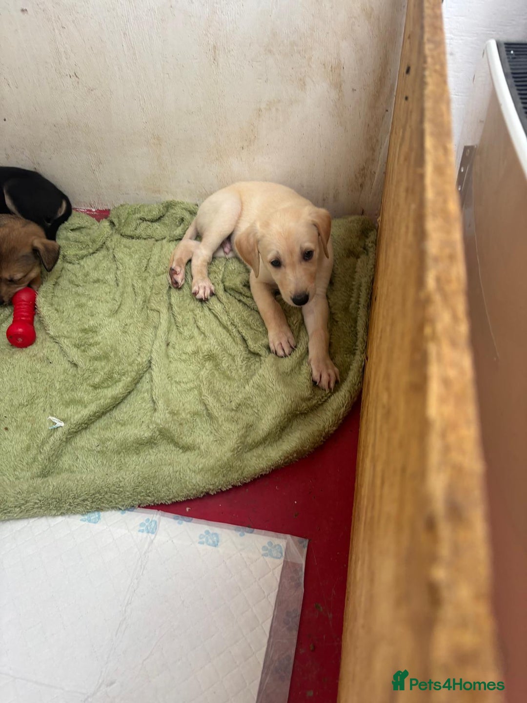 Mixed Breed dogs for sale: Saluki whippet greyhounds  - Image 13