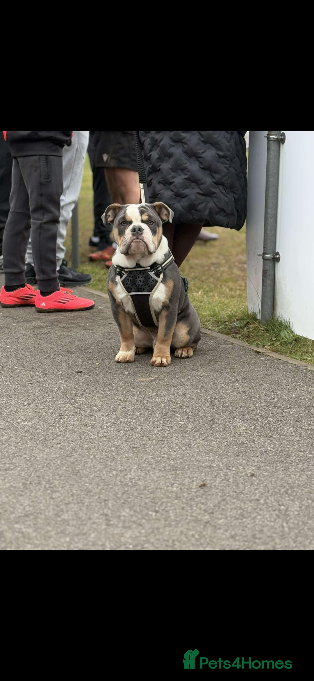 Olde English Bulldogge dogs for sale: 1 year old Olde English Bulldog - Advert 3