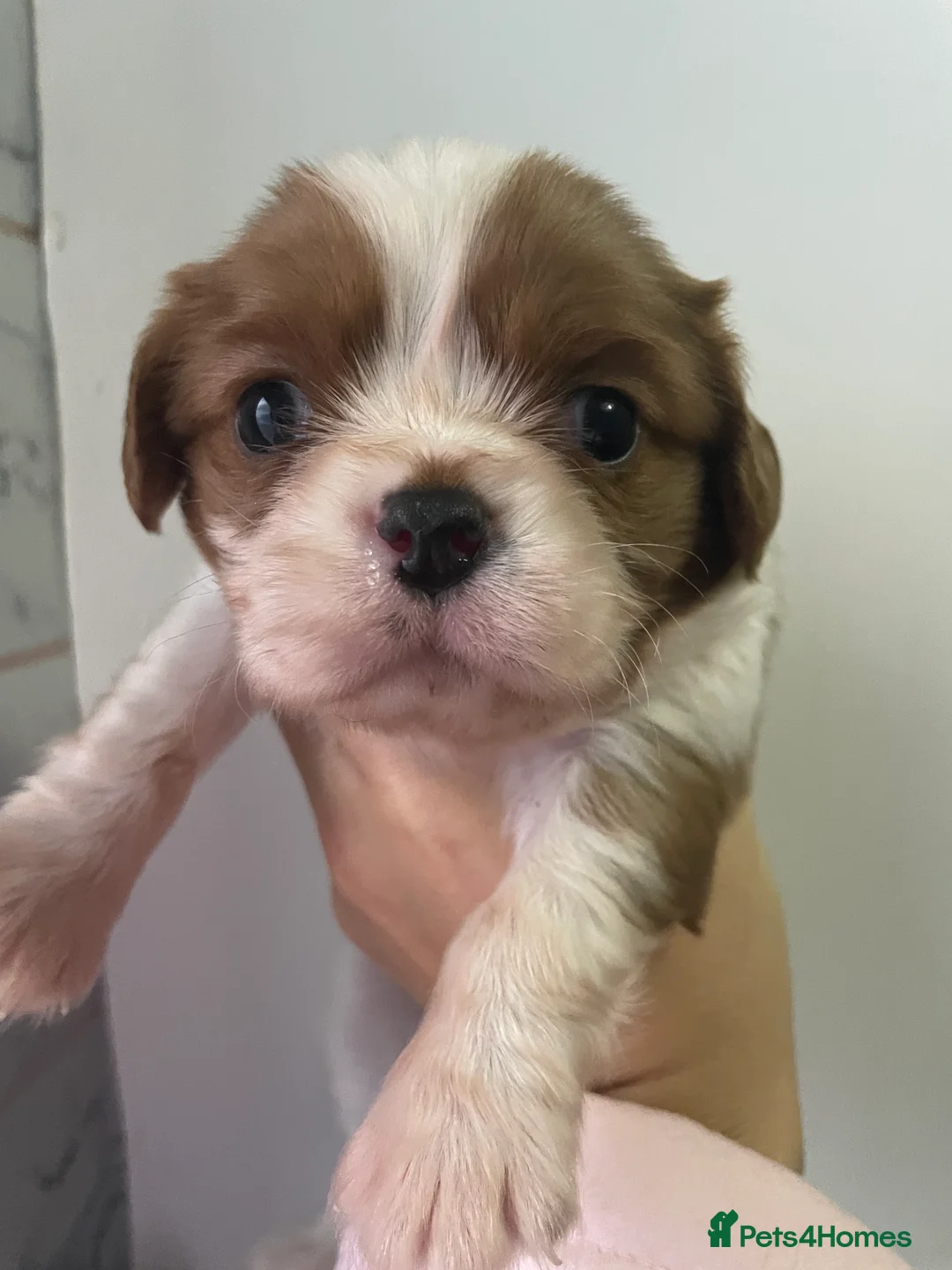 Cavalier King Charles Spaniel dogs for sale: Beautiful Cavalier puppies - Advert 8