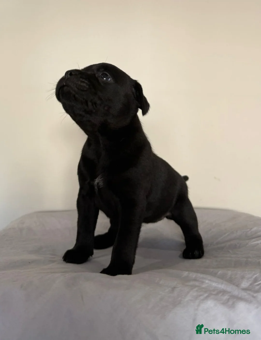 Staffordshire Bull Terrier dogs for sale: Stunning litter of black kc staffordshire bull's   - Advert 3