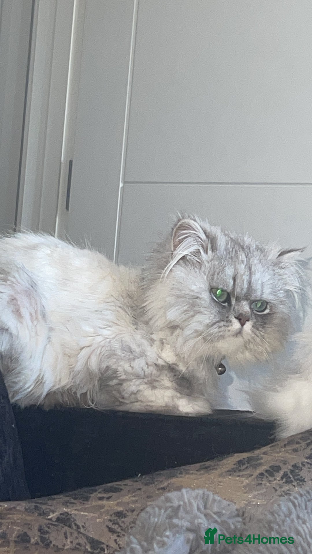 Persian cats for sale: Chinchilla Persian kittens  - Image 15