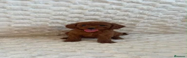 Mini Goldendoodle 6