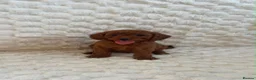 Mini Goldendoodle dogs for sale: Beautiful miniature Goldendoodles - Advert 5