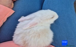 Mini Lop rabbits for sale: Beautiful mini lop cross rex kits  - Image 9