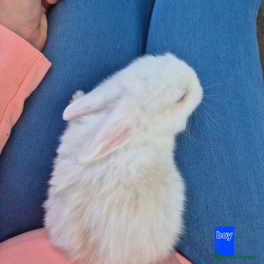 Mini Lop rabbits for sale: Beautiful mini lop cross rex kits  - Image 9