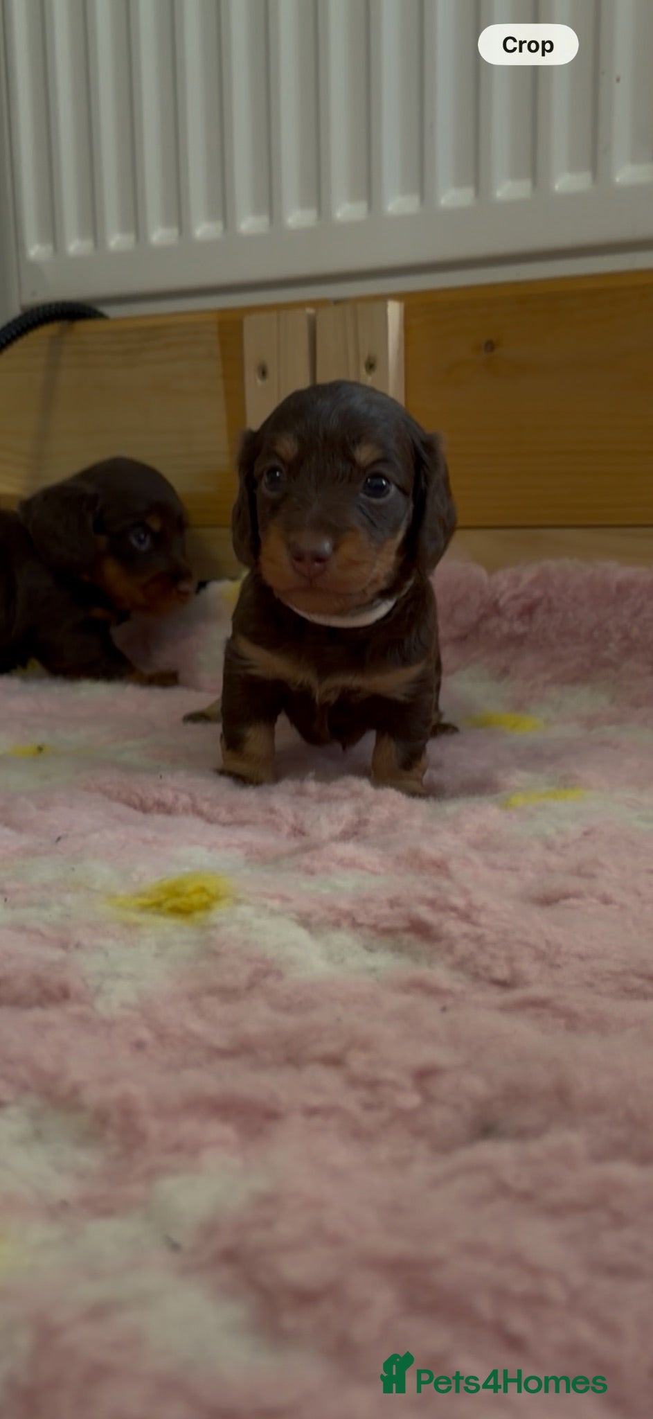 Miniature Dachshund dogs Stunning 5 ⭐️ long-haired miniature dachshunds - Advert 2