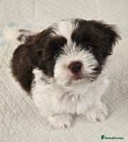 Shih Tzu dogs - Advert 8