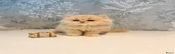 Persian cats for sale: Beautiful Long-Haired Persian Kittens - PKD neg - Advert 20