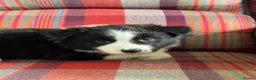 Border Collie dogs for sale: Show Quality KC Reg Border Collie Puppies  - Advert 5
