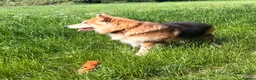 German Shepherd dogs for stud: German Shepherd for stud in Sheffield - Advert 2