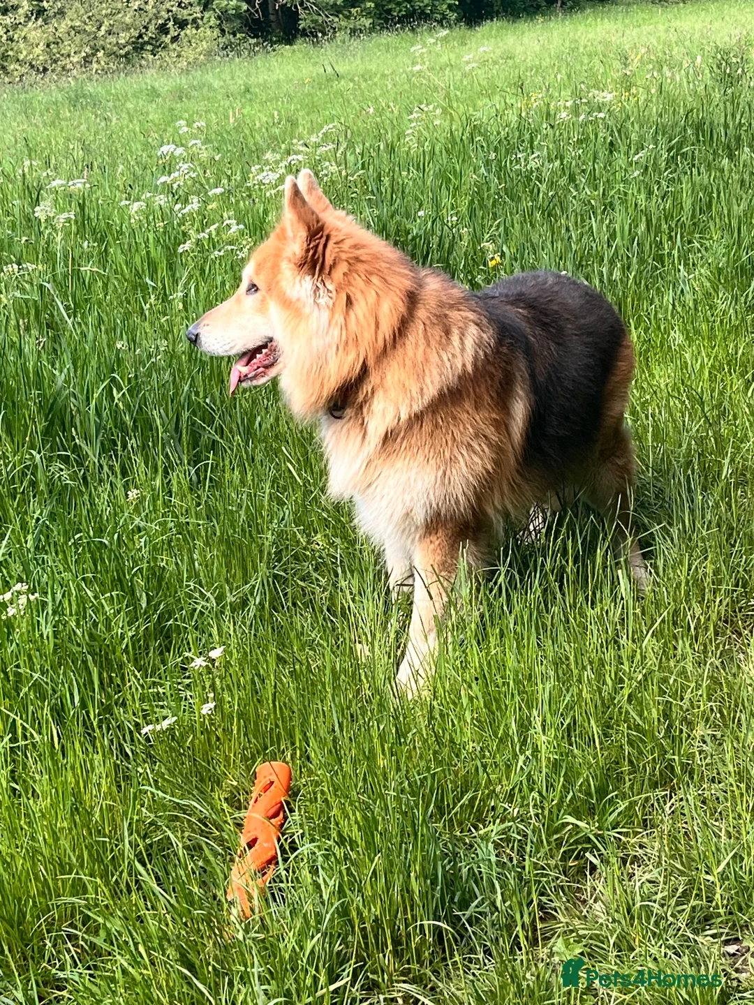 German Shepherd dogs for stud: German Shepherd for stud in Sheffield - Advert 2