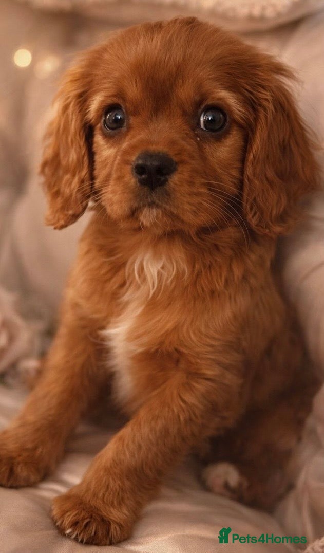 Cavalier King Charles Spaniel dogs Cavalier King Charles  - Advert 10