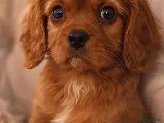 Cavalier King Charles Spaniel dogs Cavalier King Charles - Advert 10