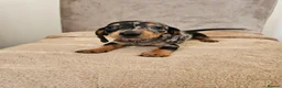 Dachshund dogs for sale: Miniture dachshund puppies  in Woking - Advert 3