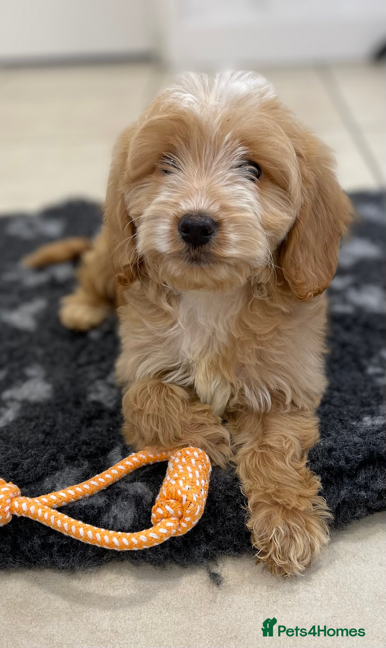 Cockapoo dogs 1 ADORABLE COCKAPOO GIRL LEFT - Advert 3