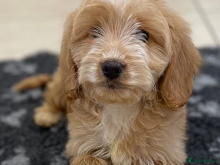 Cockapoo dogs 1 ADORABLE COCKAPOO GIRL LEFT - Advert 6