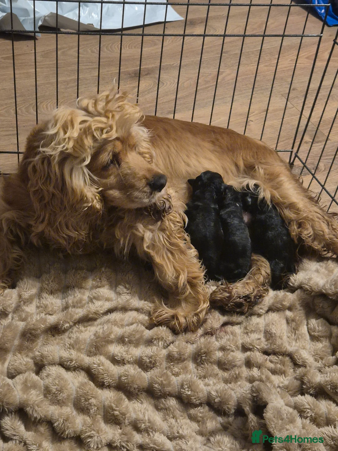 Mixed Breed dogs for sale: £800 Cocker spaniel shihtzu cross puppies  - Advert 2