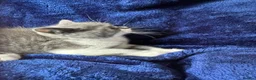 British Shorthair cats for sale: Stunning bsh kittens top pedigree gccf  - Advert 4