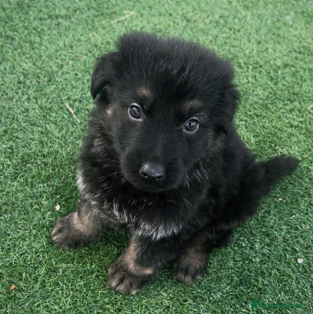 German Shepherd dogs for sale: German shepherd pups  - Advert 5