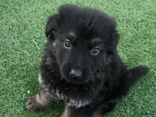 German Shepherd dogs German shepherd pups - Advert 18