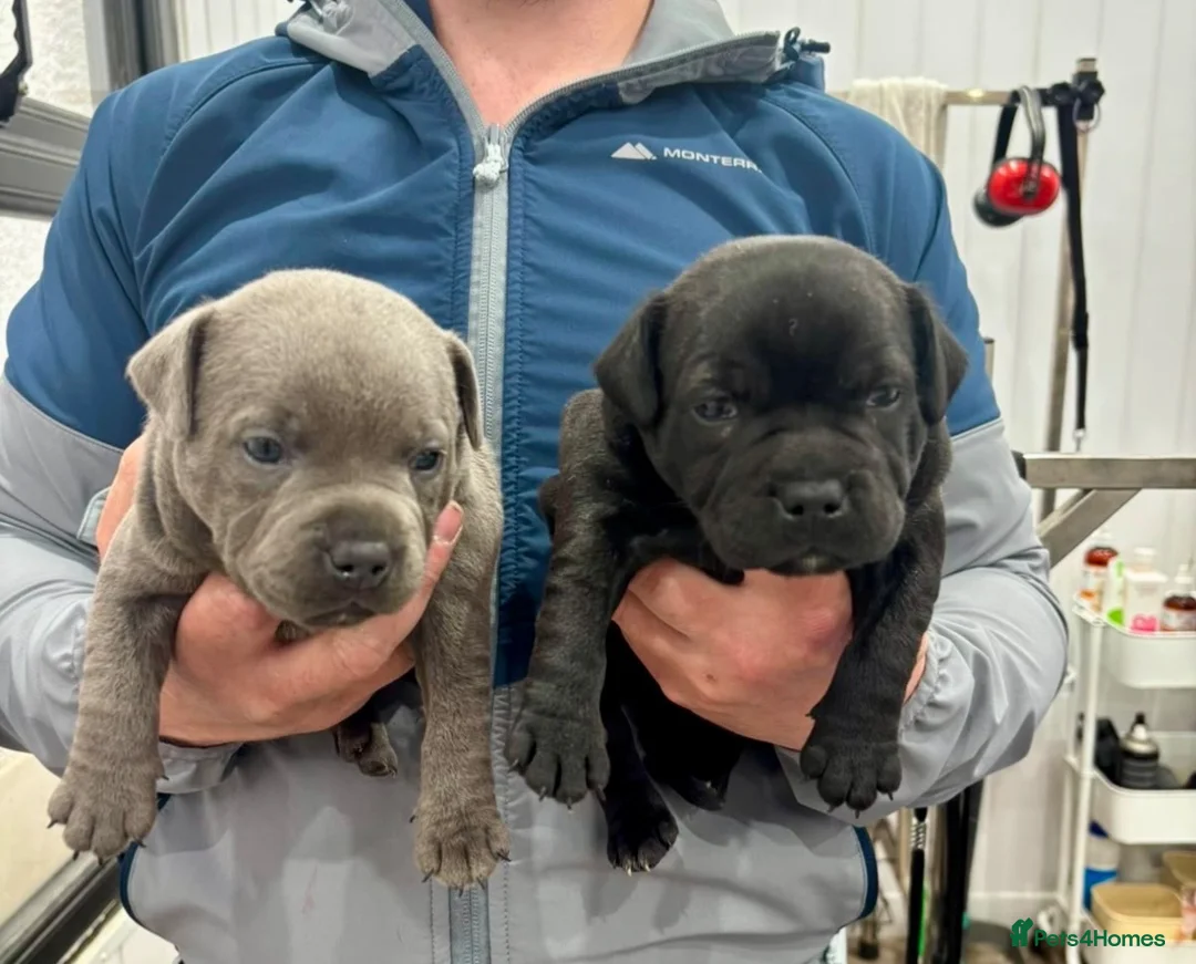 Staffordshire Bull Terrier dogs for sale: Staffordshire bull terrier Pups  - Advert 1
