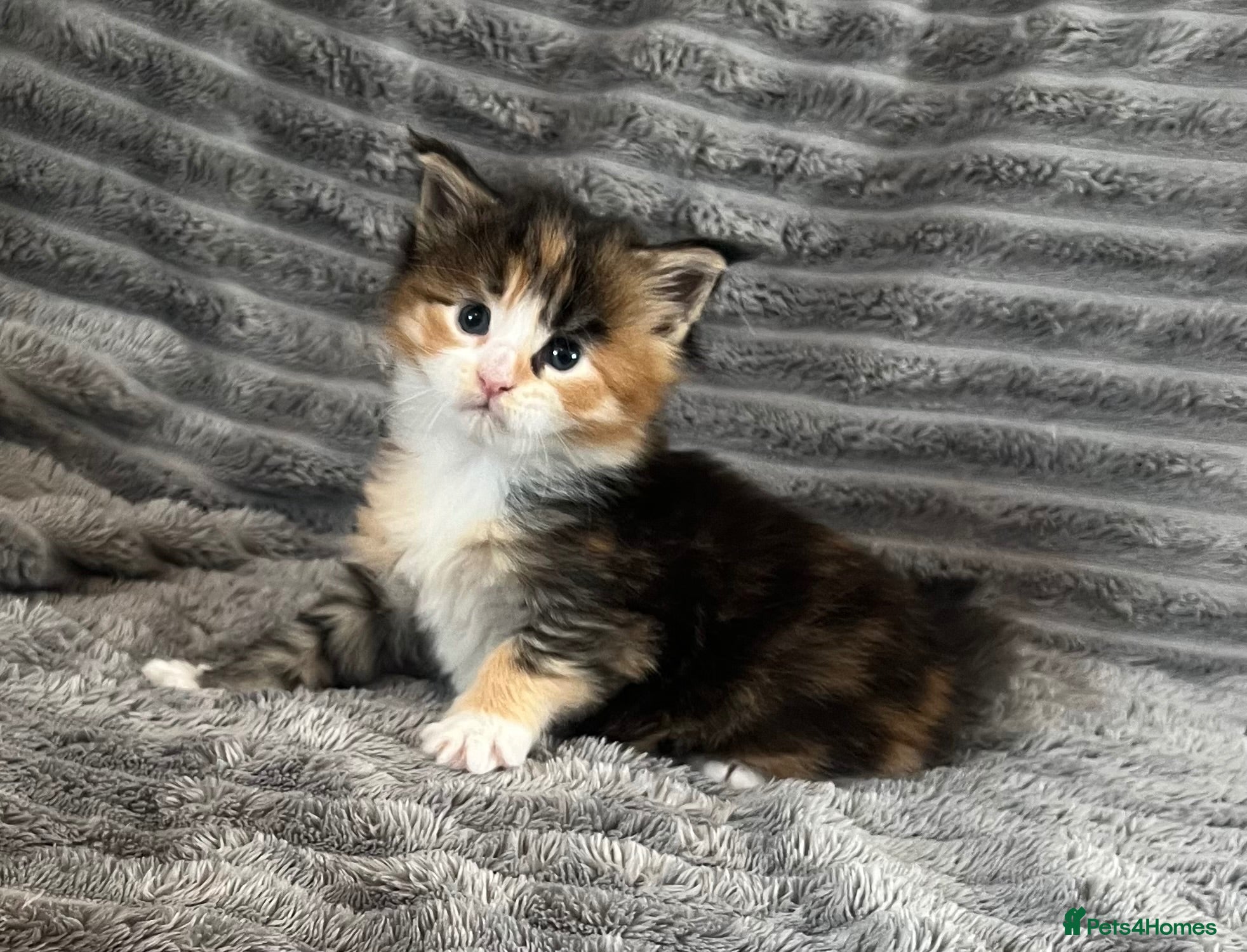 Maine Coon cats 2 beautiful Maine coon kittens - Advert 6