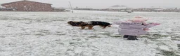 German Shepherd dogs for sale: German Shepherd, 10 Months – Loving Home Needed - Advert 7