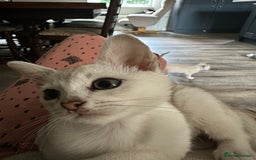 Burmilla cats for sale: GCCF reg pedigree Kittens - Image 19