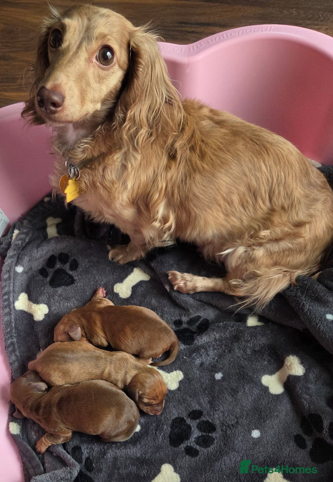 Dachshund dogs for sale: Sweet Male Dachshunds - Advert 7