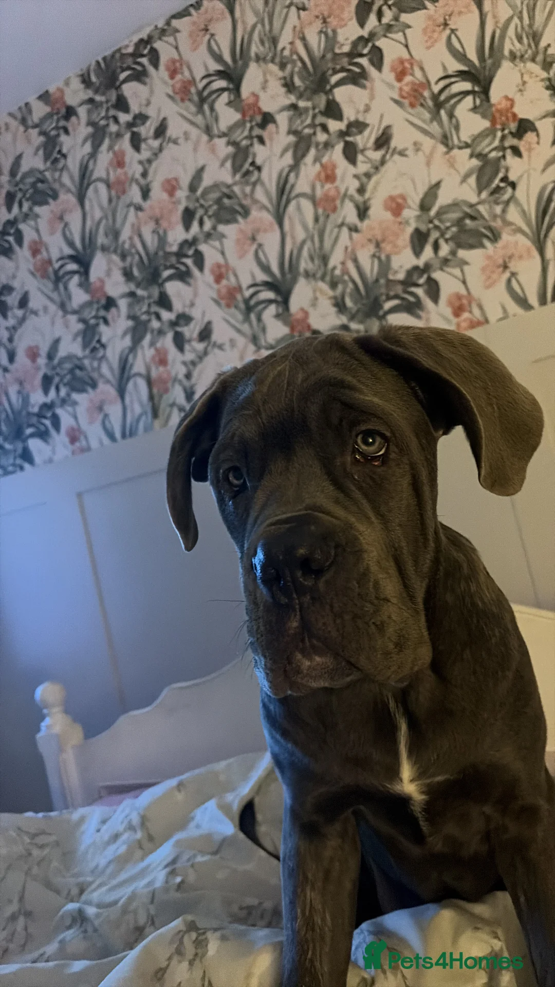 Cane Corso dogs for sale: Beautiful big girl - Advert 12