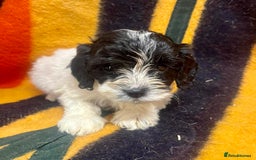 Cockapoo dogs for sale: F1 Cockapoo Puppies.  - Image 10
