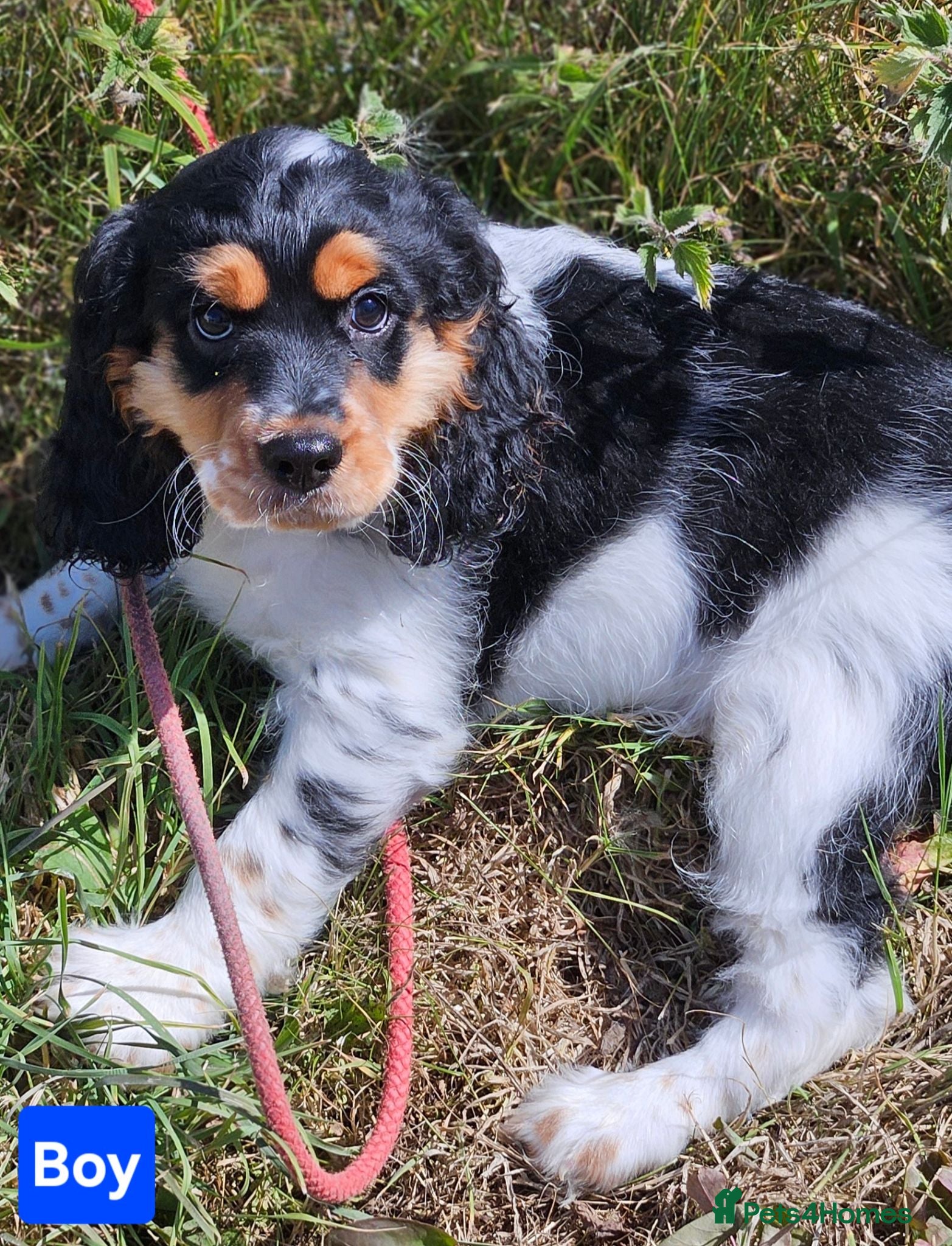 Mixed Breed dogs Lovely cockapoo x cockailer puppies for sale  - Advert 19
