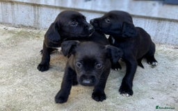 Cocker Spaniel dogs for sale: Cocker Spaniel Puppies  - Image 7