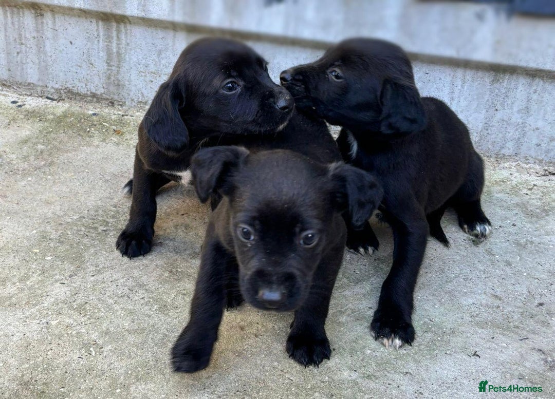 Cocker Spaniel dogs for sale: Cocker Spaniel Puppies  - Image 7