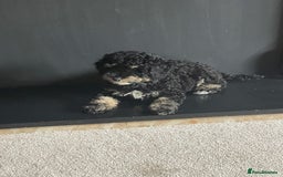 Toy Poodle dogs for sale: Toy poodle puppy  - Image 4