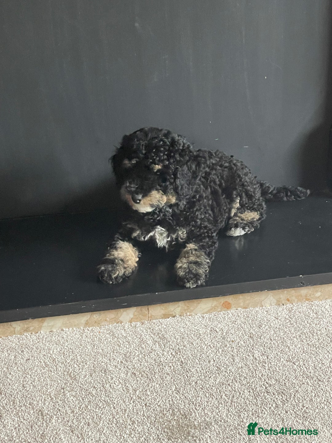 Toy Poodle dogs for sale: Toy poodle puppy  - Image 4