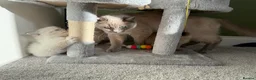 Ragdoll cats for sale:  Blue-Eyed Luxury Pedigree Kittens 🐾 in Grimsby - Advert 2